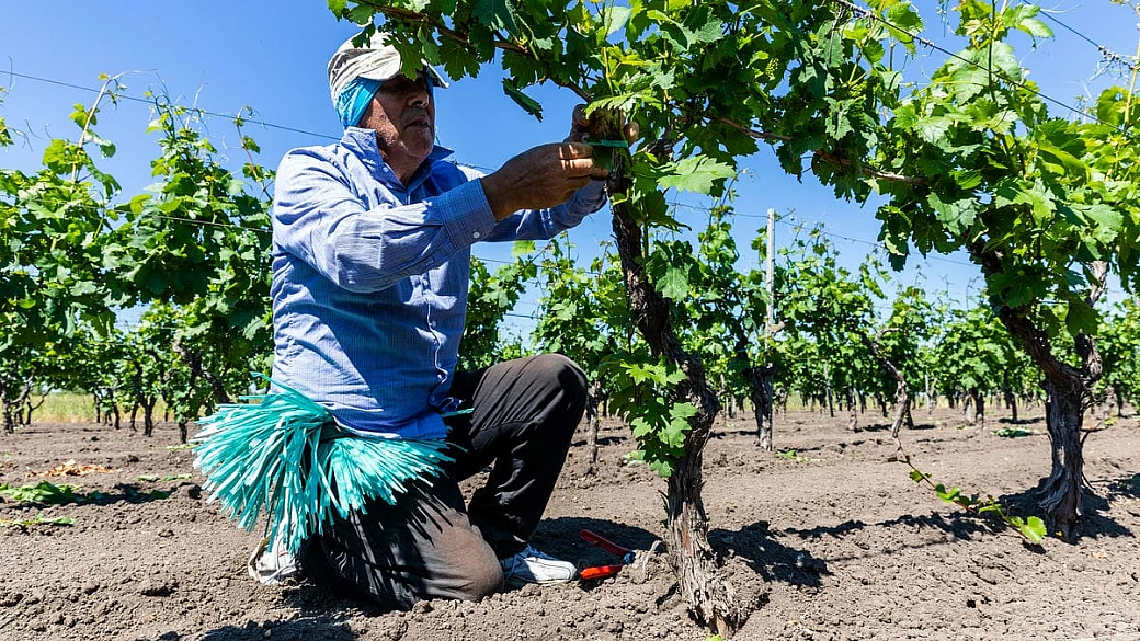 la provincia di taranto e la terra delle sette doc: un territorio da esplorare attraverso le sue vigne