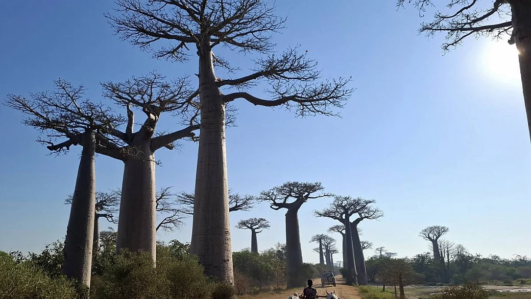 alla scoperta del madagascar: tra baobab, pinnacoli, mare e parchi nazionali