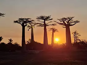 viale_baobab_tramonto