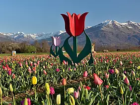 504095863_4230454663904328_3546139357203923606_n