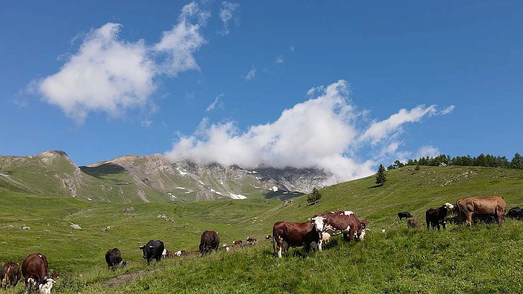 fontina dop, il formaggio cartolina della valle d'aosta