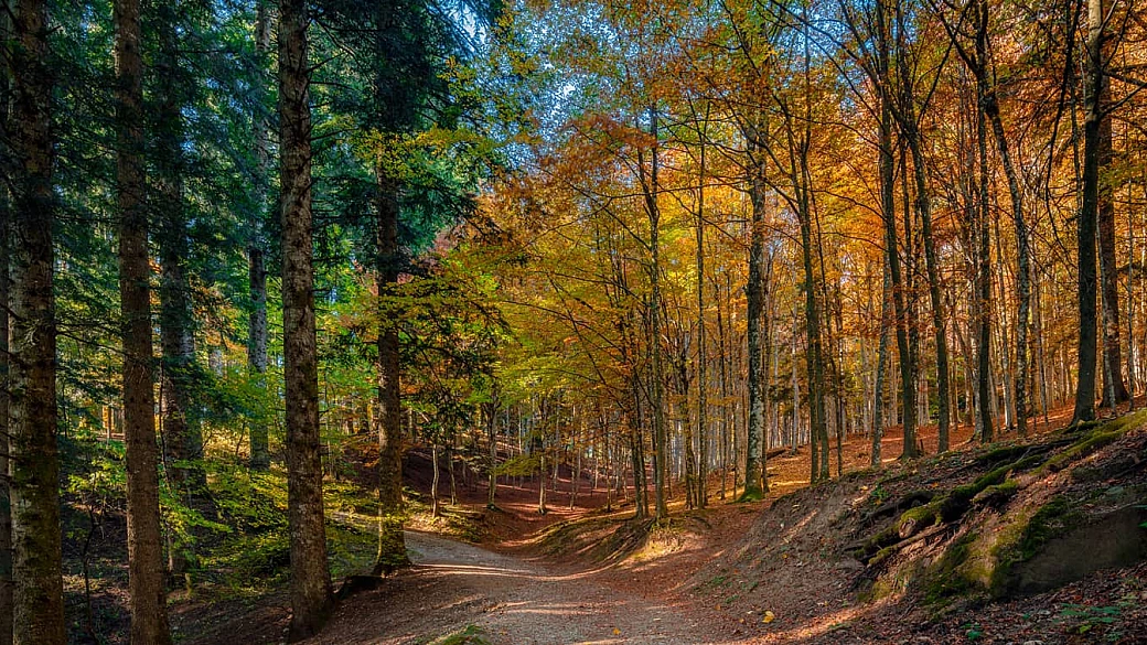 formaggio di fossa di sogliano dop, la bontà delle foreste romagnole