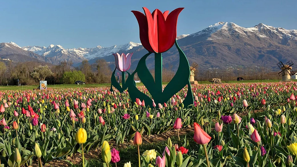un angolo di olanda a due passi da torino: il giardino segreto dei 250.000 tulipani dove puoi raccogliere il tuo bouquet