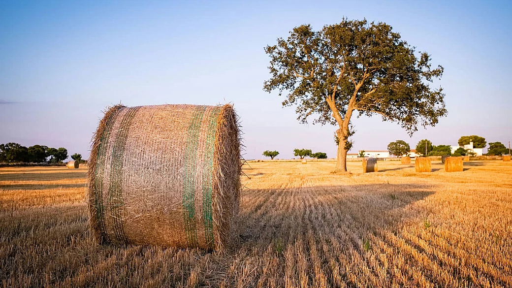 mozzarella di gioia del colle dop, il formaggio dolcemente morbido della puglia