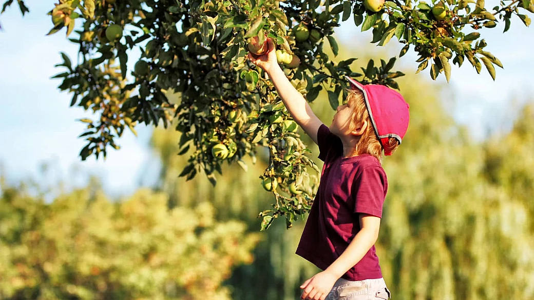 sembra il giappone ma siamo nel cuore del trentino: il borgo bianco che celebra il risveglio dei meli