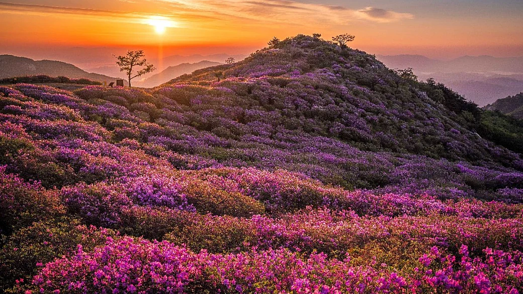 dimenticate il giappone, ecco perché la corea del sud è la meta alternativa per la fioritura in primavera