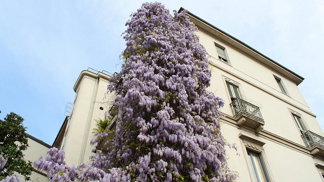 sono oltre 600 e fanno bella milano: la mappa di tutti i glicini in città