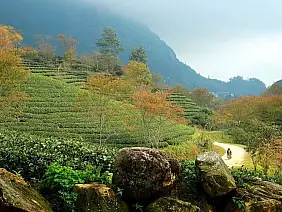 oolong_tea_hills_1_