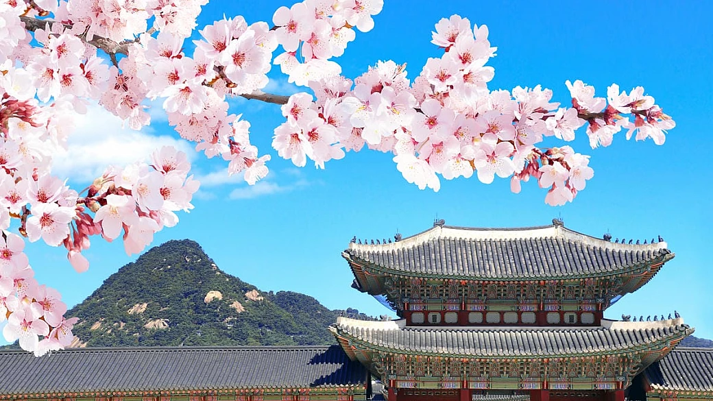 oltre il giappone: in questa capitale asiatica ammiri la fioritura dei ciliegi più spettacolare del mondo con metà dei turisti