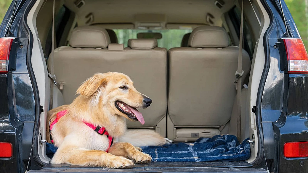 cosa cambia da oggi per chi viaggia con i propri animali in unione europea