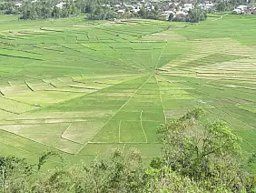 387_ruteng_spider_web_rice_rid_