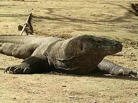 567_komodo_natural_park_rid_