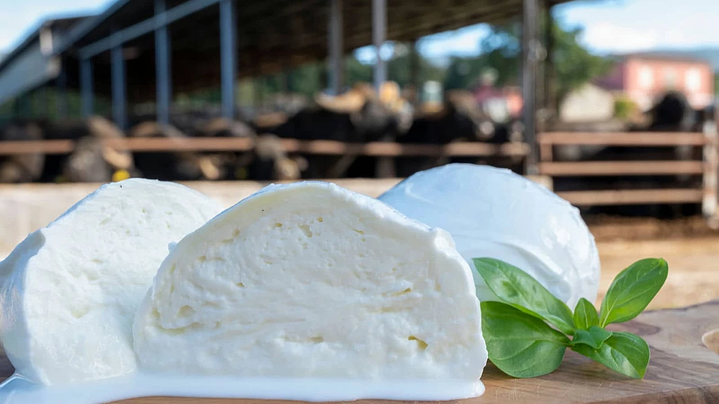 campania, storia e tradizione della mozzarella di bufala: è uno dei formaggi più amati al mondo