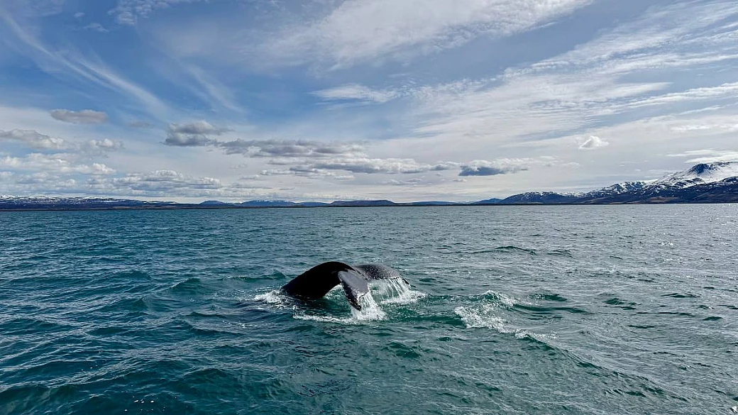 cinque giorni a húsavík, la capitale europea del whale watching e il cuore pulsante dell'eurovision song contest