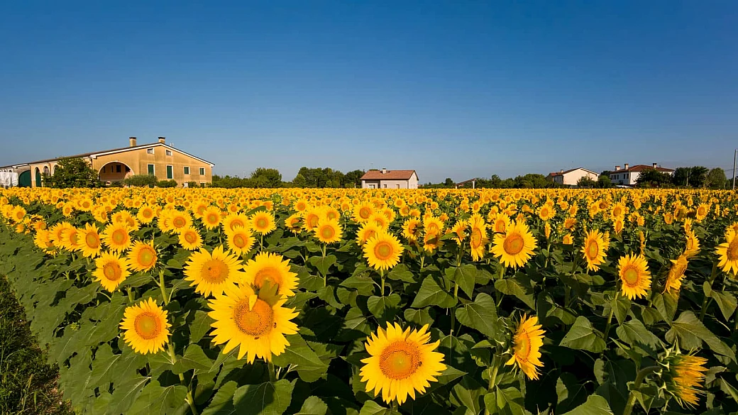 in veneto c'è un frutteto illuminato dove raccogliere girasoli e vivere la magia dell'estate