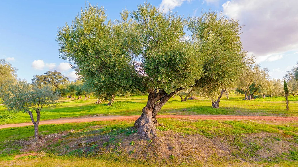 birra e olio: gli italiani hanno scoperto un modo gustoso di viaggiare, e queste sono le 3 migliori regioni dove farlo