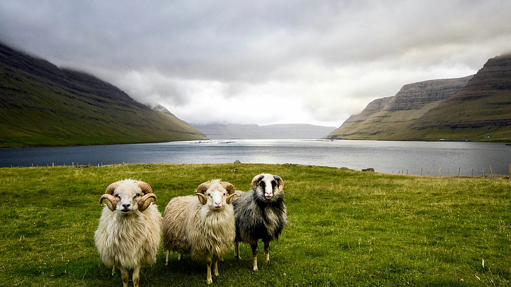 isole faroe: trekking e birdwatching nell’arcipelago “delle pecore”