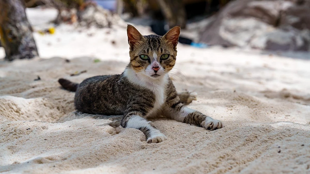 sabbia bianca e centinaia di gatti in libertà: la spiaggia italiana con la colonia felina più spettacolare del mondo