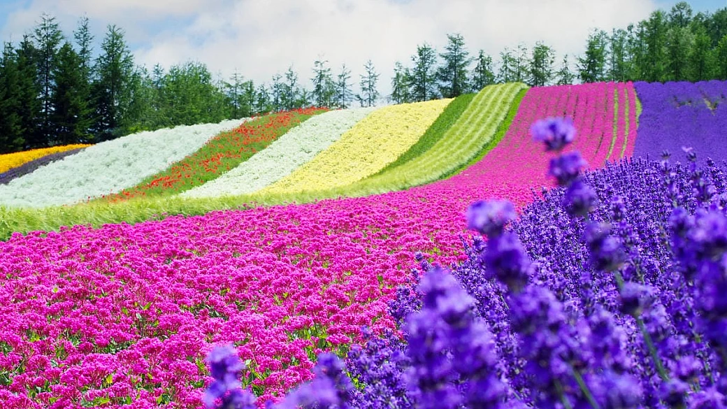 giappone: le incredibili vallate piene di fiori dove la fioritura sembra aver portato la provenza in oriente