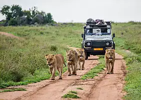 turistipercaso Lionesses,Walk,Along,The,Road,Against,The,Backdrop,Of,A