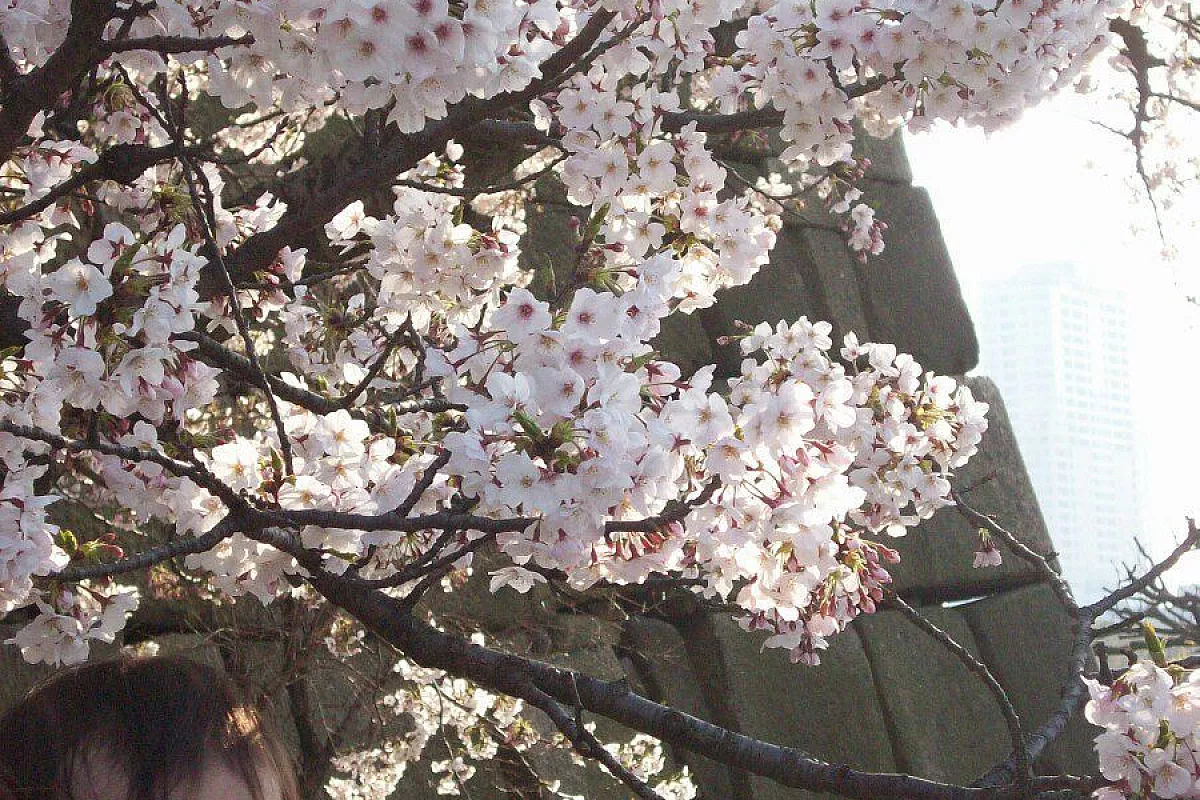 3 MESI a KYOTO E OLTRE