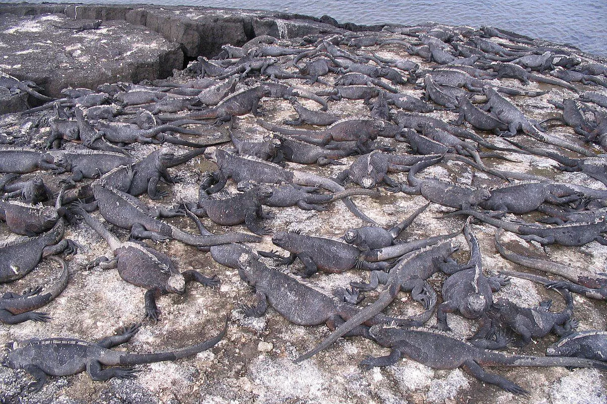vamos,vamos… in crociera alle Galapagos