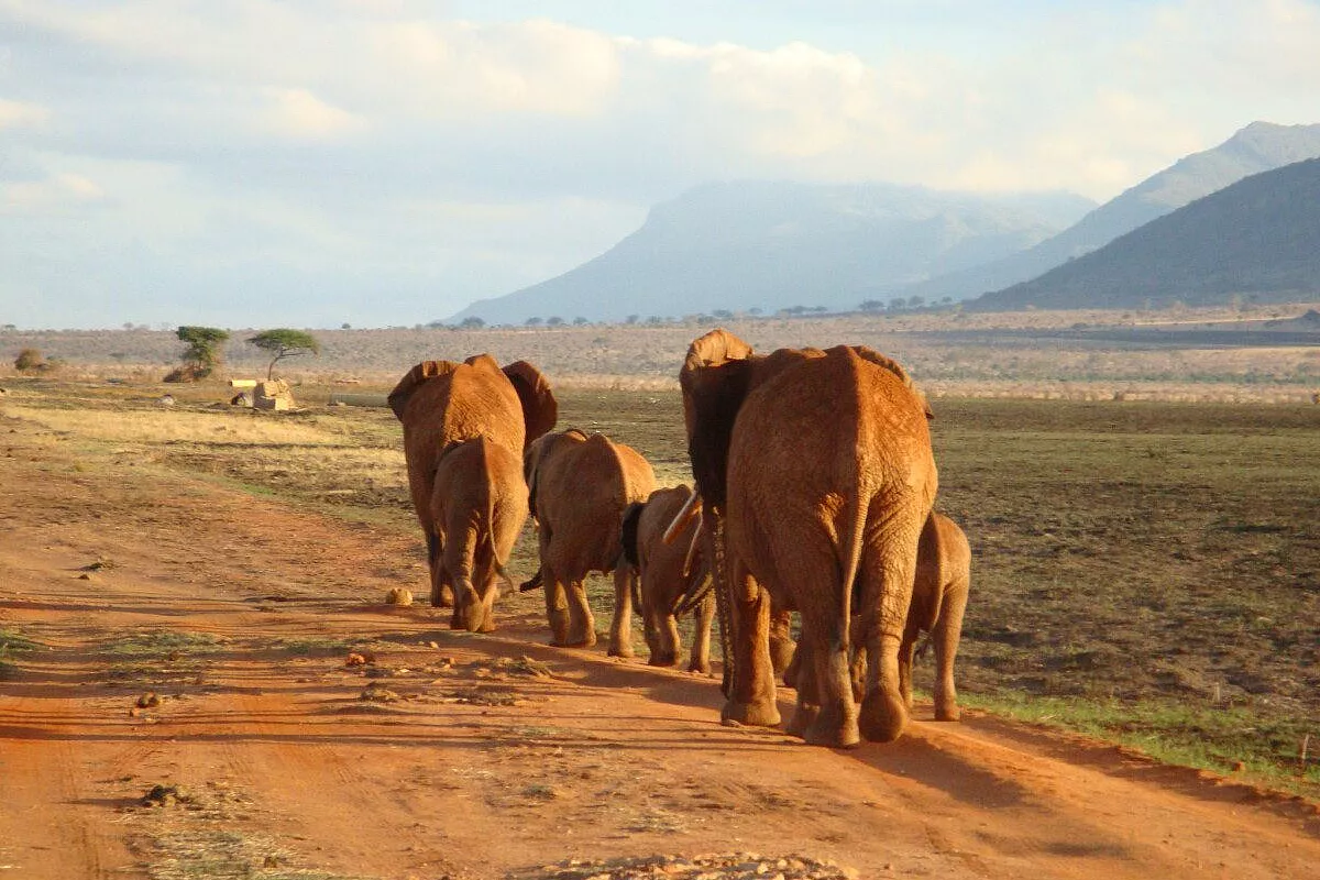 Un anno in kenya