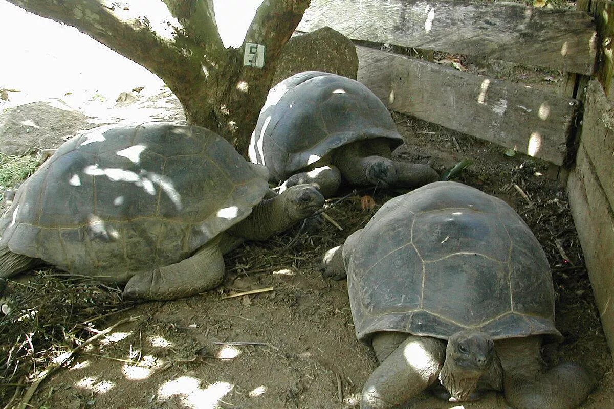 Dicembre 2007 alle Seychelles