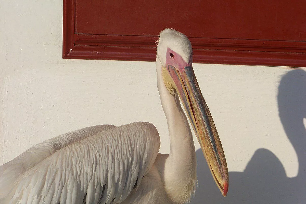 A caccia del minotauro
