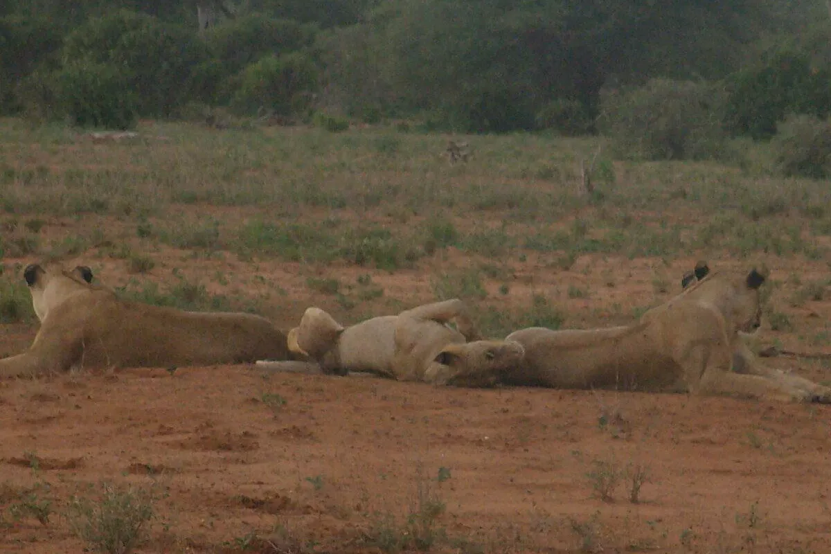 Parco TSavo Est ed Ovest e mare