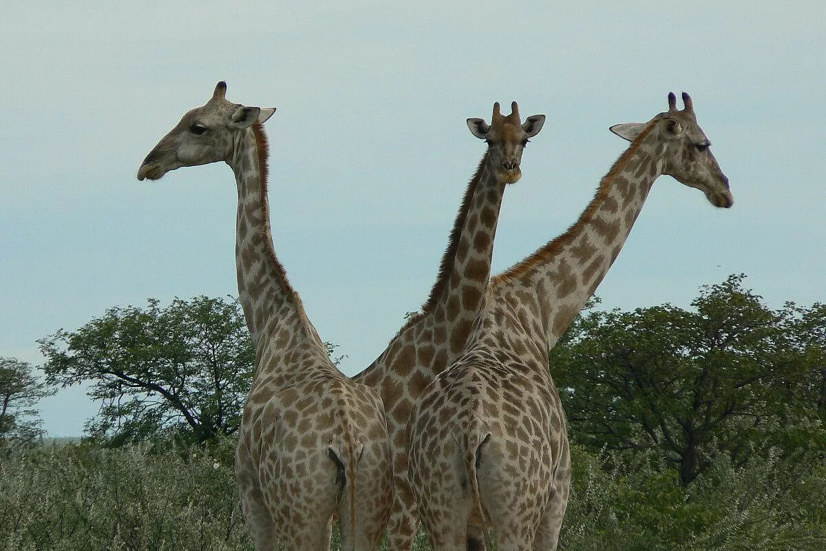 Combination of Namibian highlights with diverse cu