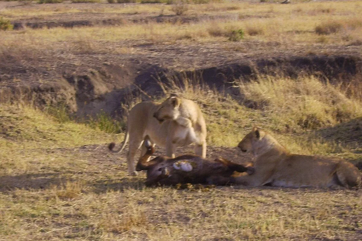 Sognando l’AFRICA 2