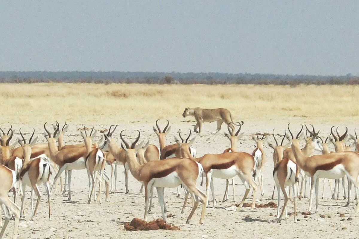 Namibia diversa