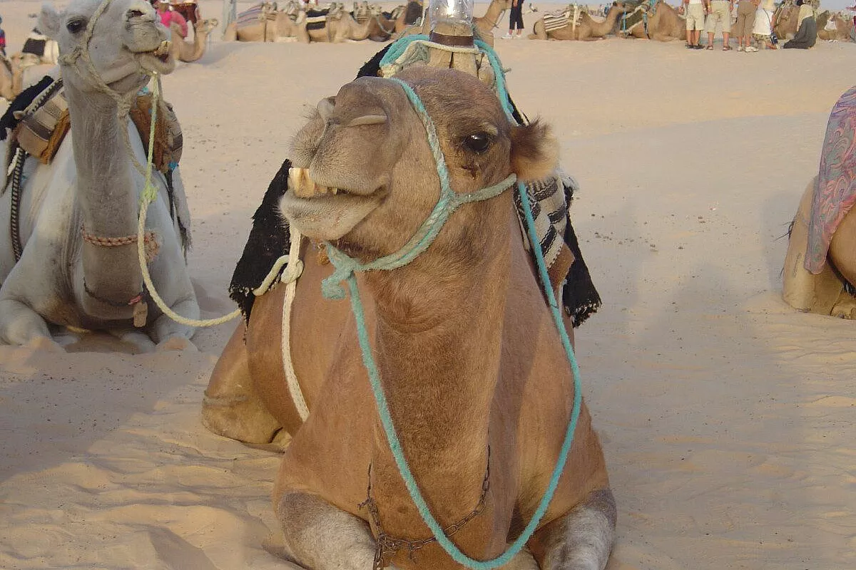Hammamet con il grande Tour Operator