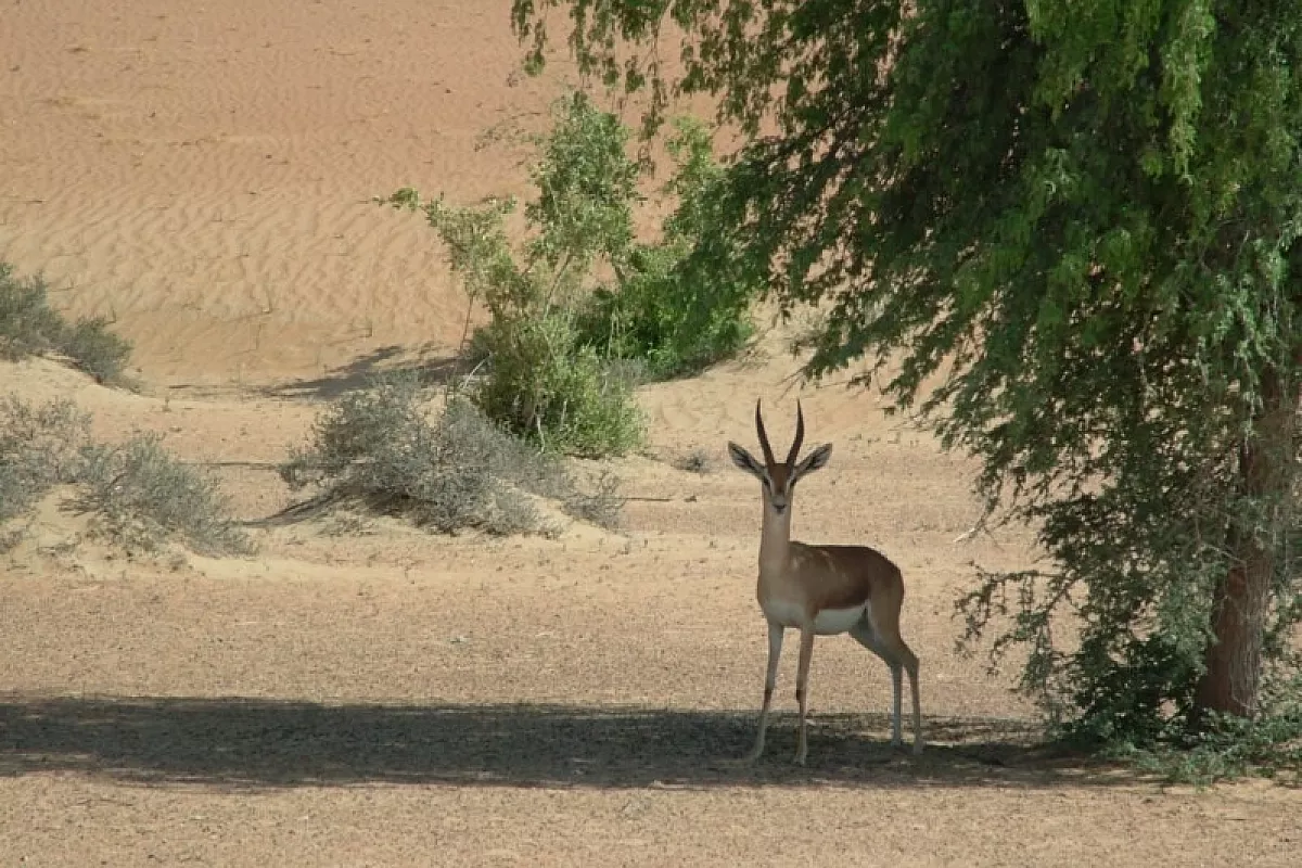 La legge della natura