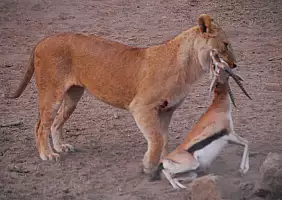 turistipercaso africa-natura-53yq6