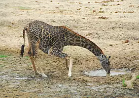 turistipercaso africa-natura-fwm5g