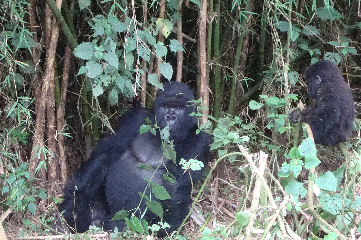 Rwanda: sulle tracce di Dian Fossey