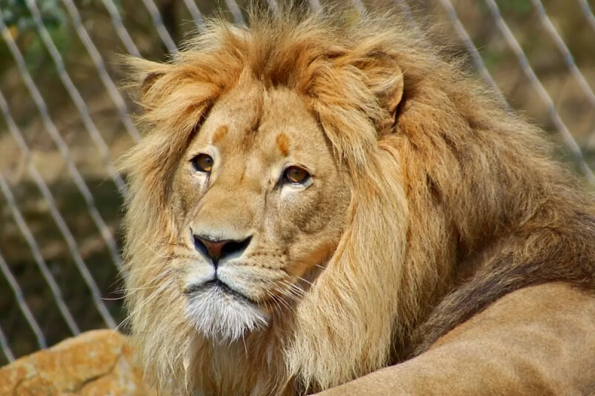 Cacciatori e leone