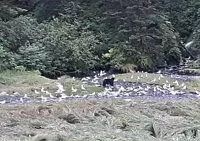 turistipercaso alaska-kpe9h