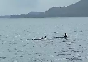 turistipercaso alaska-n26jb