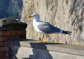 turistipercaso amalfi-c1t28