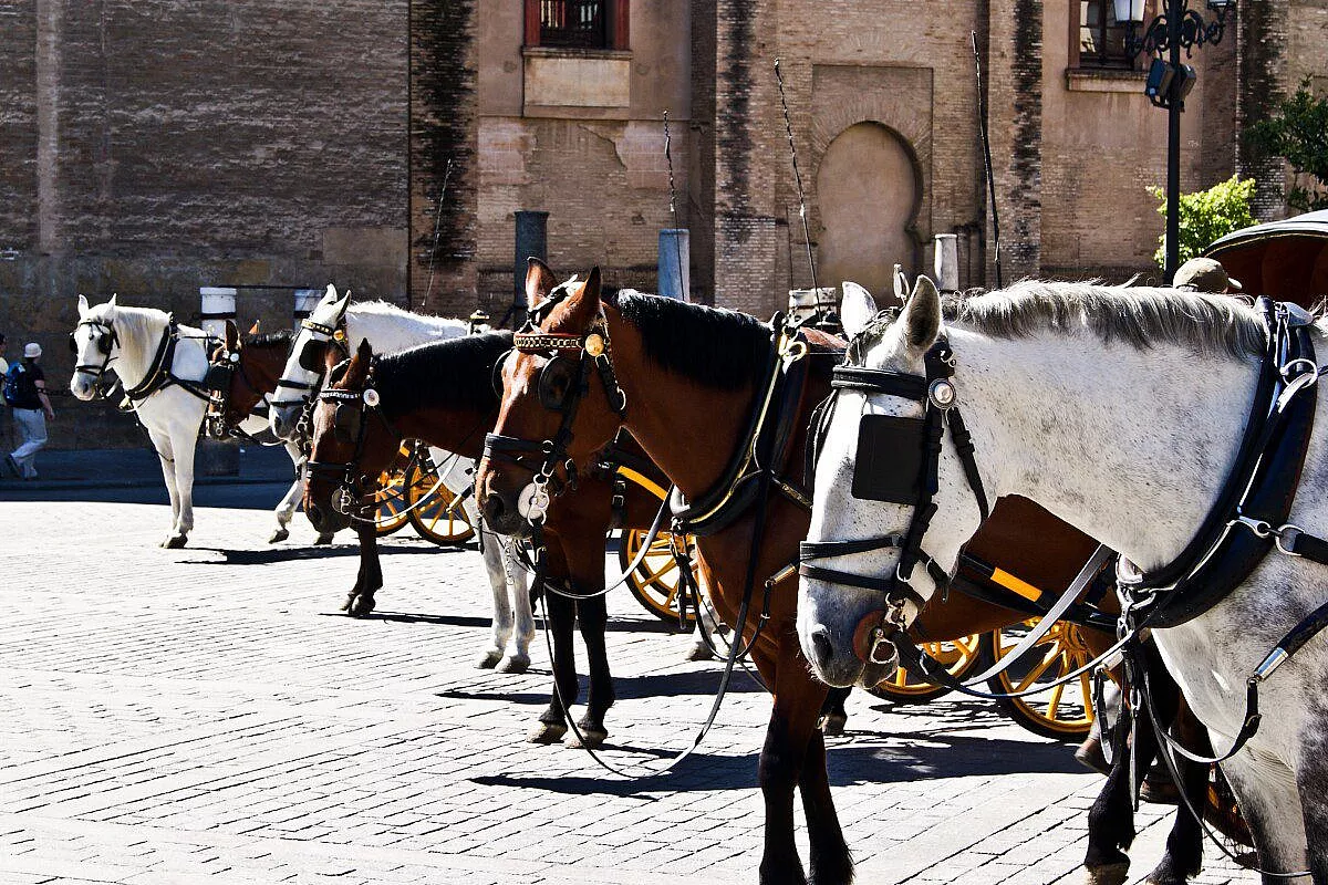Cavalli di Siviglia!