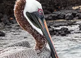 turistipercaso animali-3y6fk