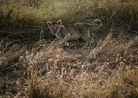 turistipercaso animali-47z1b