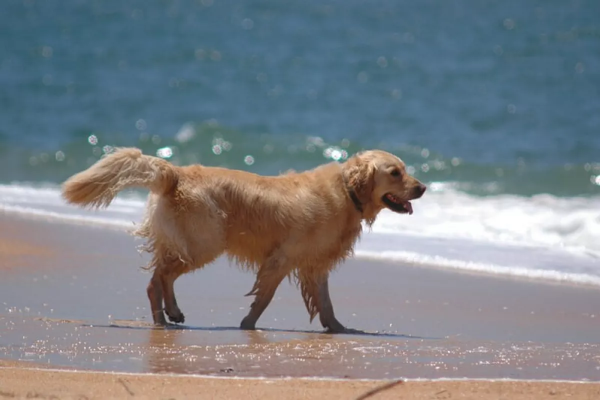 Consigli per vacanze bestiali!