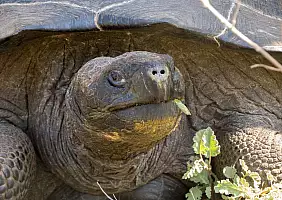 turistipercaso animali-bwx12