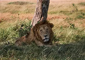 turistipercaso animali-dvfxu