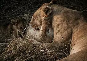 turistipercaso animali-e6zzb