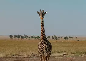 turistipercaso animali-fhvzx